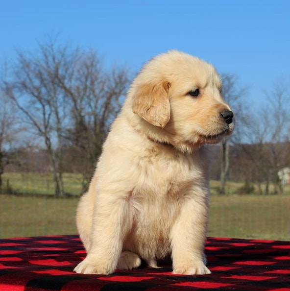 golden retriever puppies for sale in texas