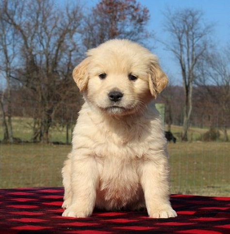 golden retriever puppies for sale in ny