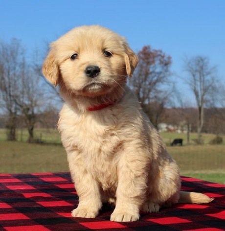 golden retriever puppies for sale in pa